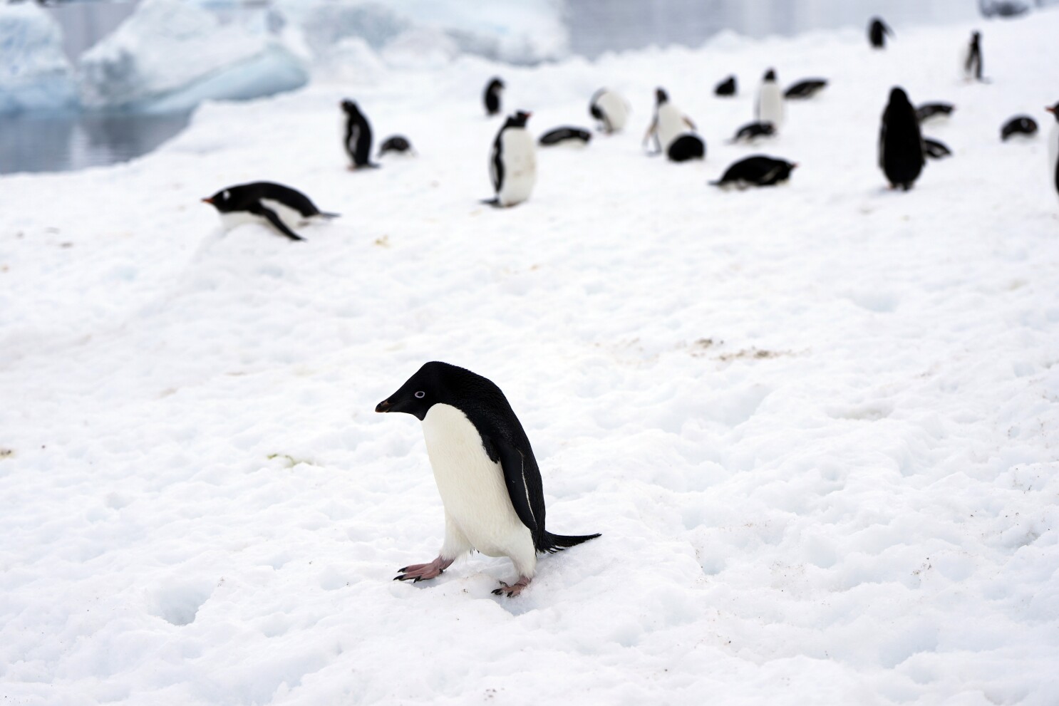 Penguin ice caps cheap